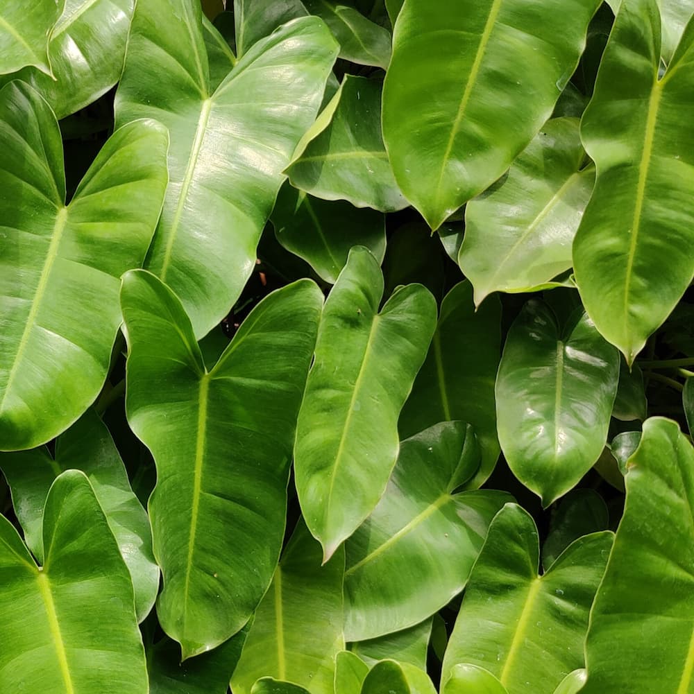 Tropical Kerala Plant